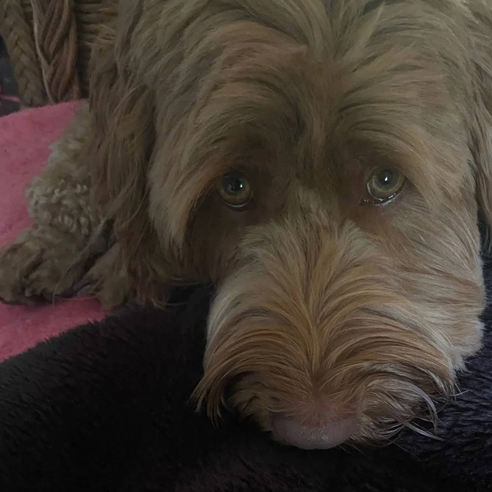 Meet your Posher🌹Lanée and my‎ sweet handful of a a pup, Luxey - she’s the boss